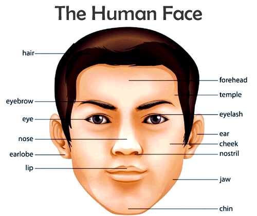 Parts Of The Face Full Vocabulary