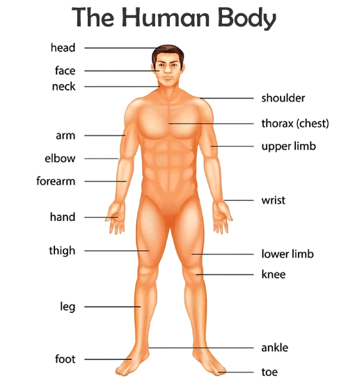 Vocabulary The Human Body English Your Way