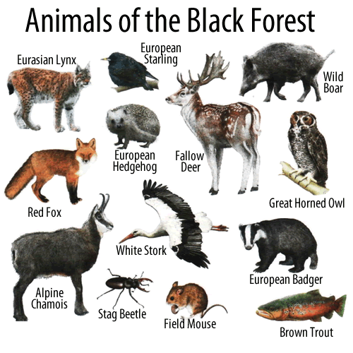 VOCABULARY – Forest Animals – ENGLISH – Your Way!
