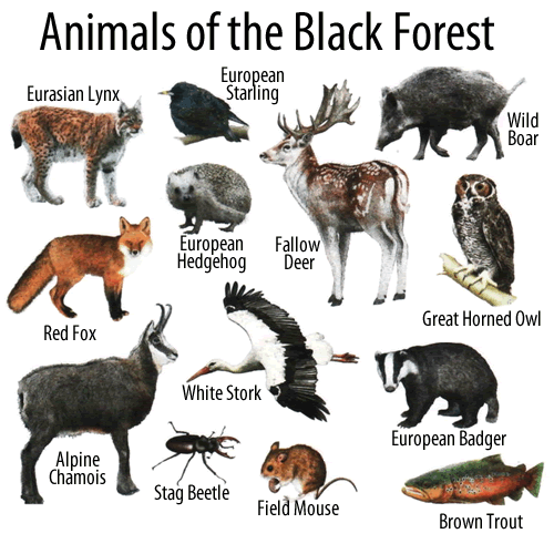 forest animals list